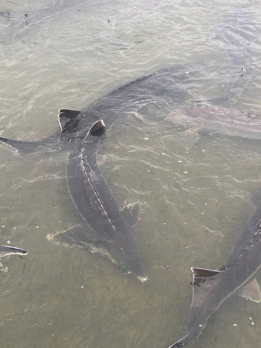 Caspian caviar store