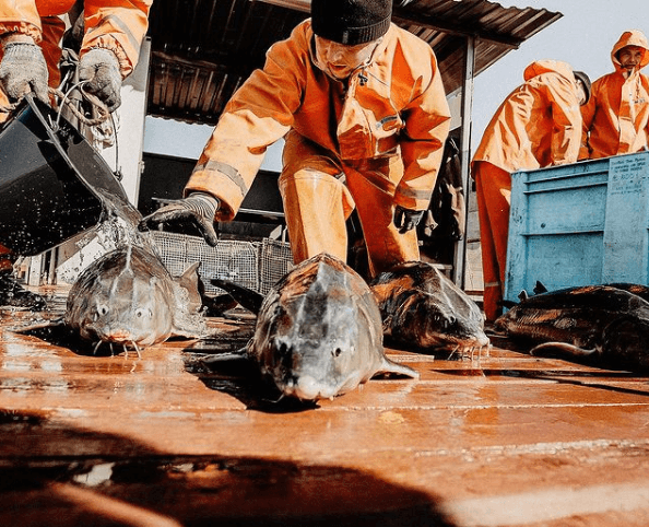 Caspian caviar store