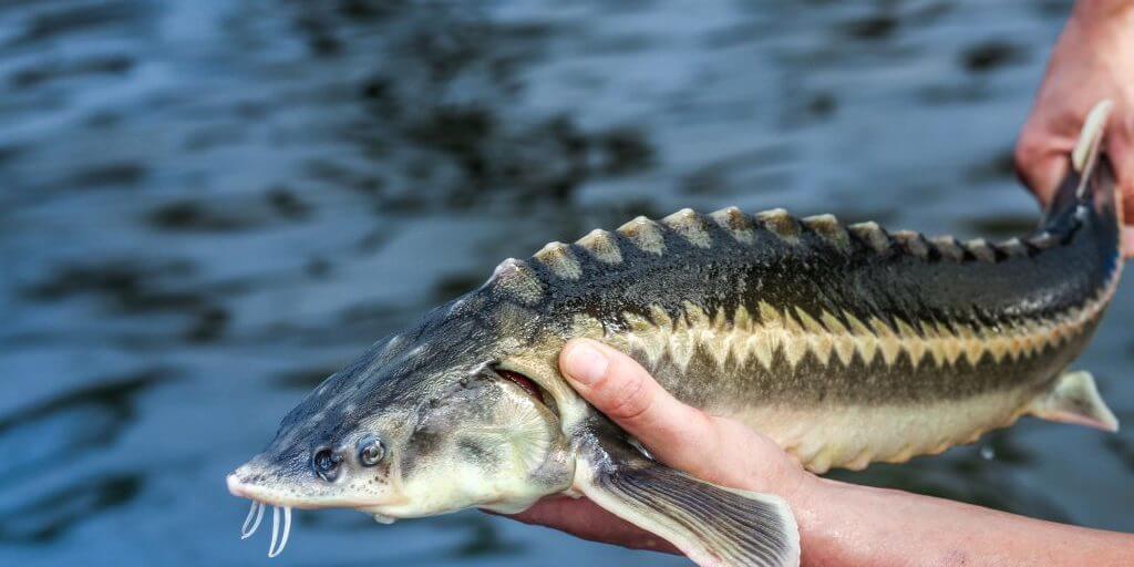 Caspian caviar store